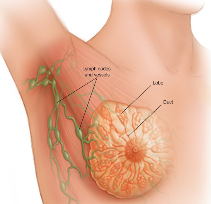 乳房解剖结构