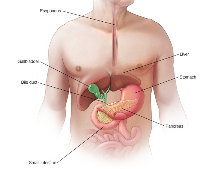消化系统中的胰腺