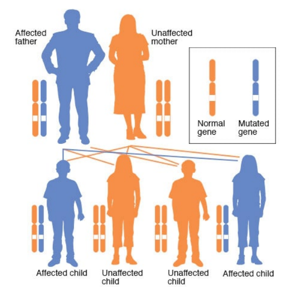常染色体显性遗传模式