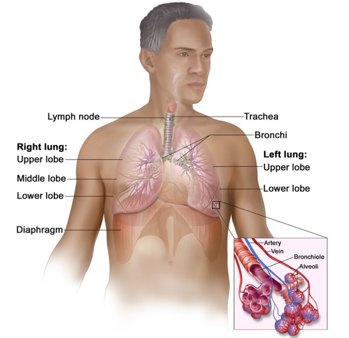 呼吸系统解剖图；图中显示右肺有上叶、中叶和下叶，左肺有上叶和下叶，以及气管、支气管、淋巴结和横膈膜。插图显示细支气管、肺泡、动脉和静脉。