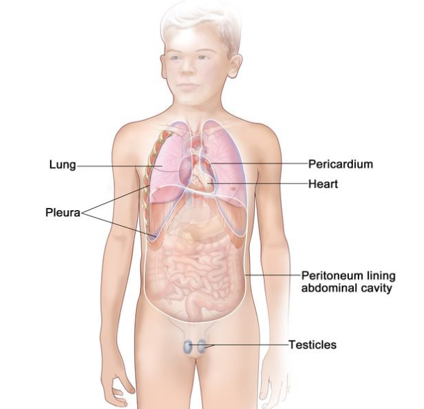 图中显示了可能形成恶性间皮瘤的身体部位，包括胸膜（衬在胸腔内并覆盖肺部的组织）、心包（围绕心脏的组织）、腹膜（衬在腹部并覆盖腹部大部分器官的组织）和睾丸。图中还显示了心脏和肺部。