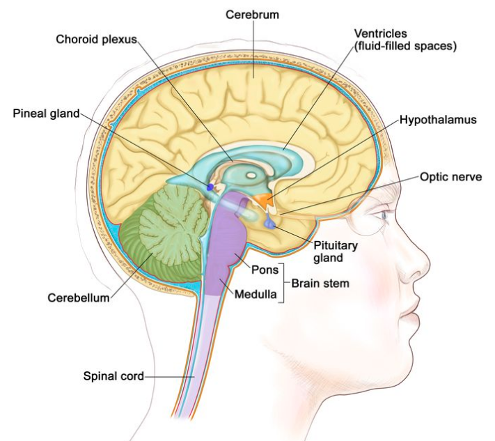 大脑内部绘图显示脑室（充满液体的空间）、脉络丛、下丘脑、松果体、脑垂体、视神经、脑干、小脑、大脑、延髓、脑桥和脊髓。