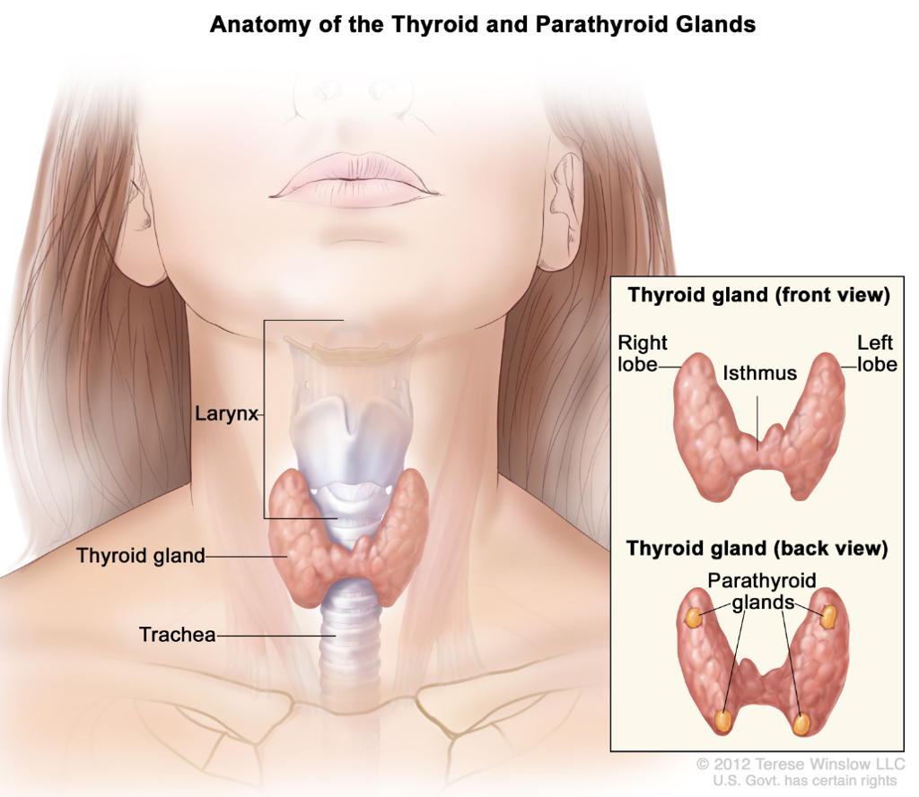 甲状腺和甲状旁腺的解剖结构；图中显示了位于喉咙底部气管附近的甲状腺。插图显示了前视图和后视图。前视图显示甲状腺呈蝴蝶状，右叶和左叶由一层薄薄的组织（称为峡部）连接。后视图显示了四个豌豆大小的甲状旁腺。图中还显示了喉部。