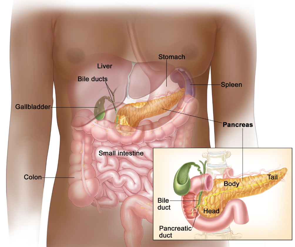 图中显示了胰腺、胃、脾、肝、胆管、胆囊、小肠和结肠。插图显示了胰腺的头部、体部和尾部。图中还显示了胆管和胰管。
