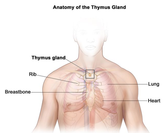 胸腺的解剖结构；图中显示了胸腺，位于胸骨下方的上胸部。图中还显示了肋骨、肺和心脏。