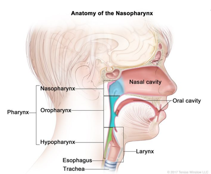 鼻咽的解剖结构；图中显示了咽喉的三个部分：鼻咽、口咽和下咽。图中还显示了鼻腔、口腔、喉、食道和气管。