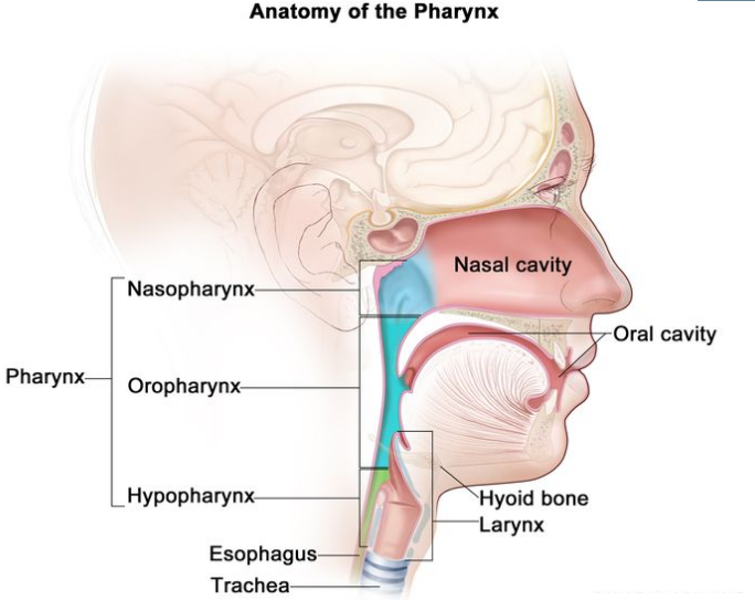 咽喉的解剖结构；图中显示了鼻咽、口咽和下咽。图中还显示了鼻腔、口腔、舌骨、喉、食道和气管。