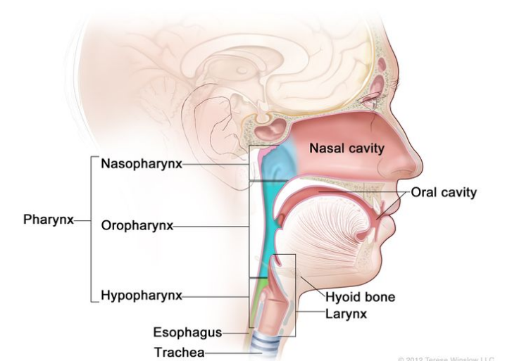 咽喉的解剖结构；图中显示了鼻咽、口咽和下咽。图中还显示了鼻腔、口腔、舌骨、喉、食道和气管。