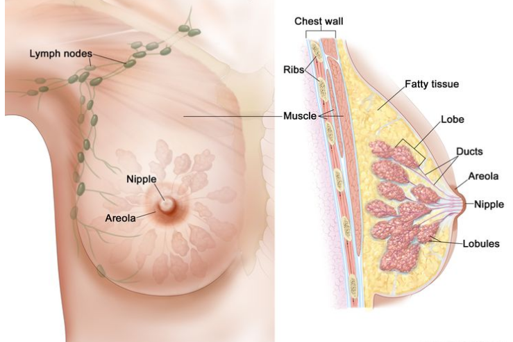 女性乳房解剖图，显示淋巴结、乳头、乳晕、胸壁、肋骨、肌肉、脂肪组织、乳叶、导管和小叶。