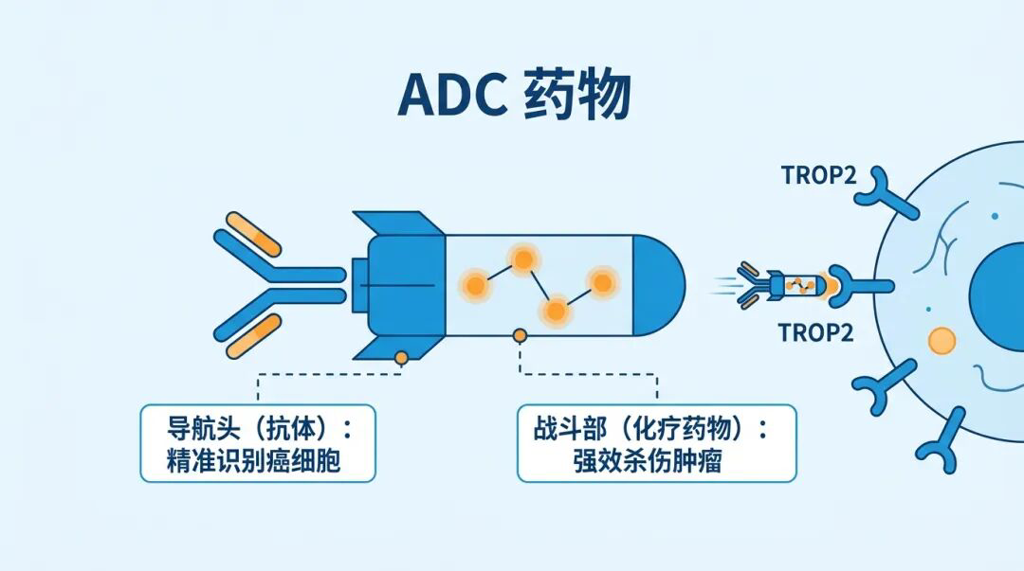 ADC药物作用机制科普图:导航头与战斗部