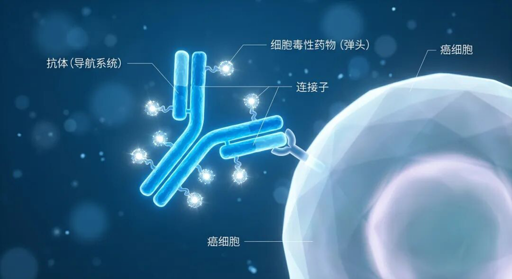 ADC药物‘生物导弹’原理示意图:蓝色Y型抗体(导航系统)携带强效药物(弹头),通过连接子结合,精准识别并锁定抽象的癌细胞表面受体,展示了现代精准医疗的前沿技术。