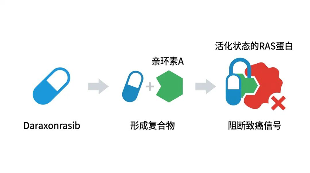 Daraxonrasib作用机制科普图