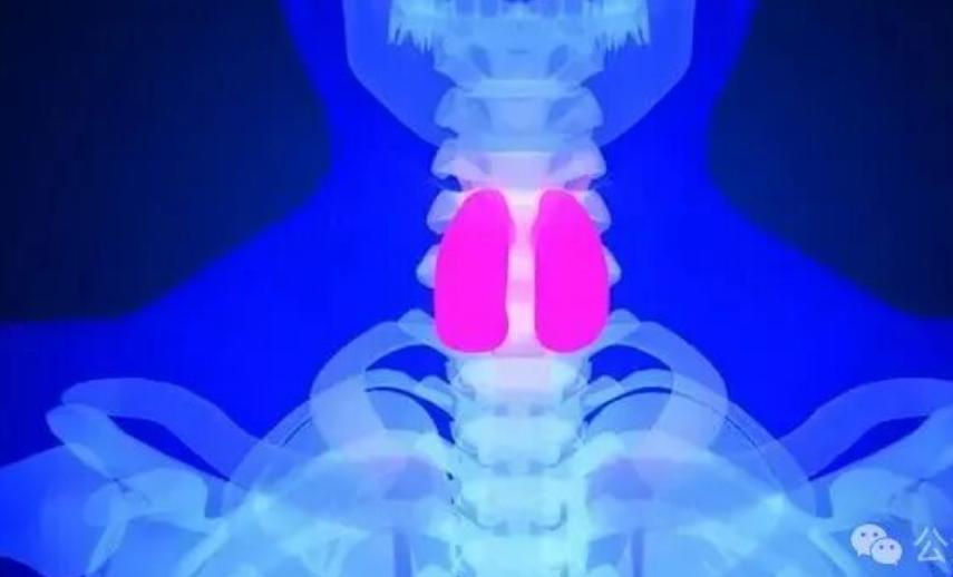 冯提莫甲状腺癌复发，粉丝冲爆热搜！年轻人该怎样应对这种高发癌？