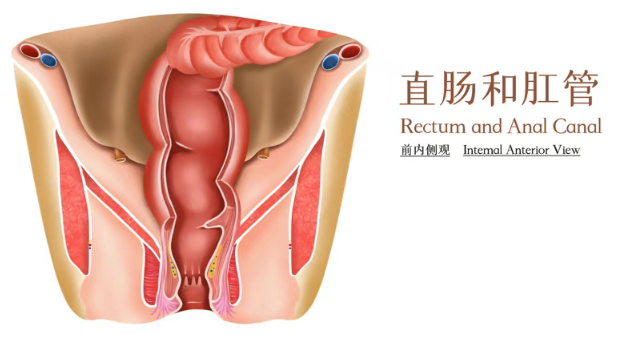 日本肠癌手术患者亲述：低位直肠癌被判“无法保肛”，我在日本找到了另一种答案