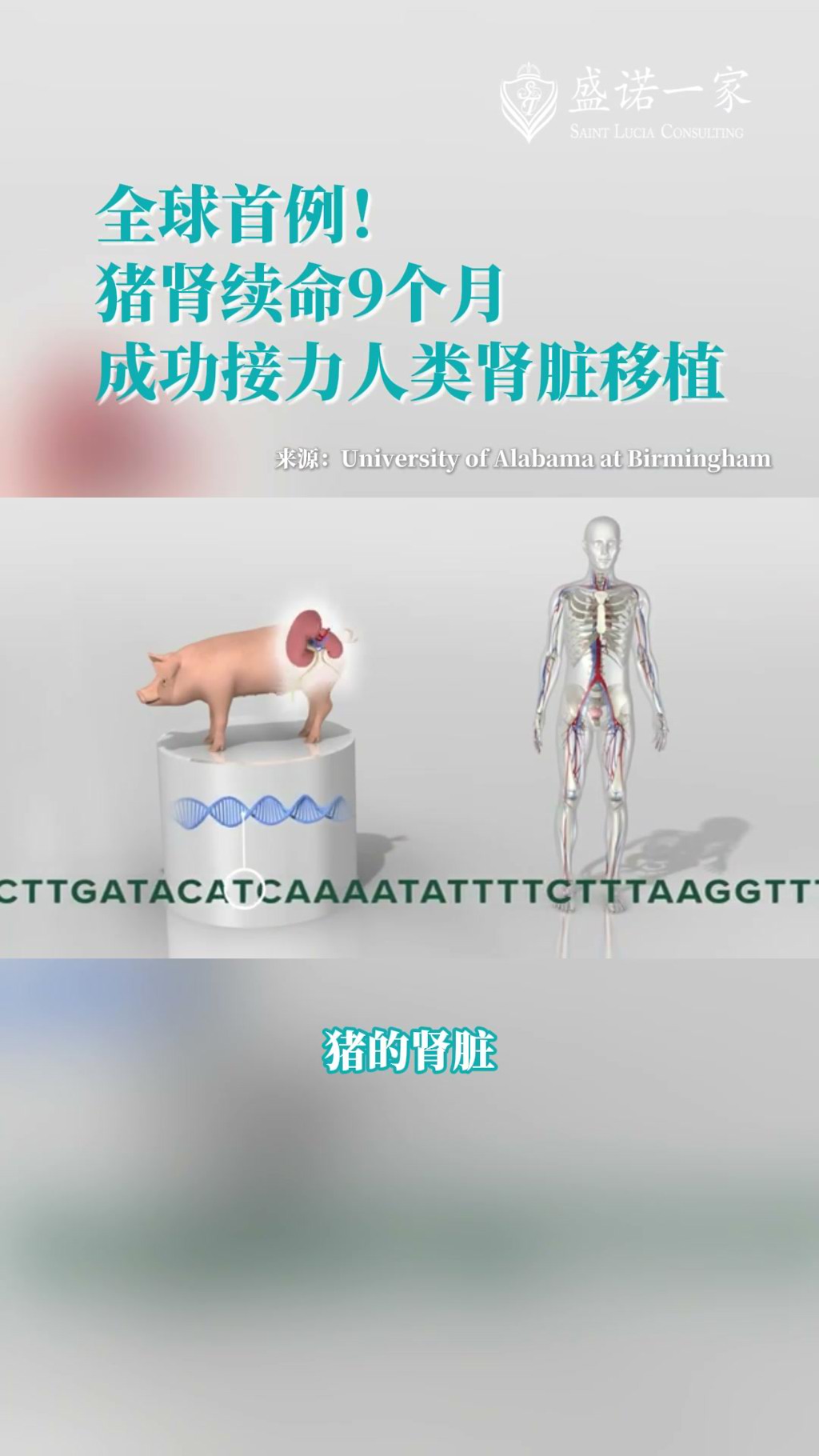 离透析271天！全球首例猪肾当桥、人肾接棒活体案例在美国麻省总医院实施