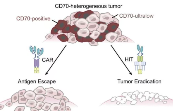 美国哥伦比亚大学发现：新一代“超级免疫细胞”能揪出藏得最深的癌细胞，实现彻底清除！